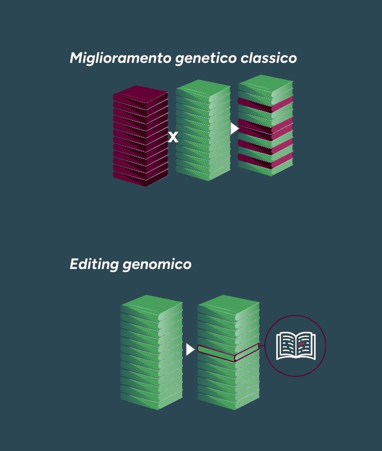 Differenza tra miglioramento genetico classico ed editing genomico