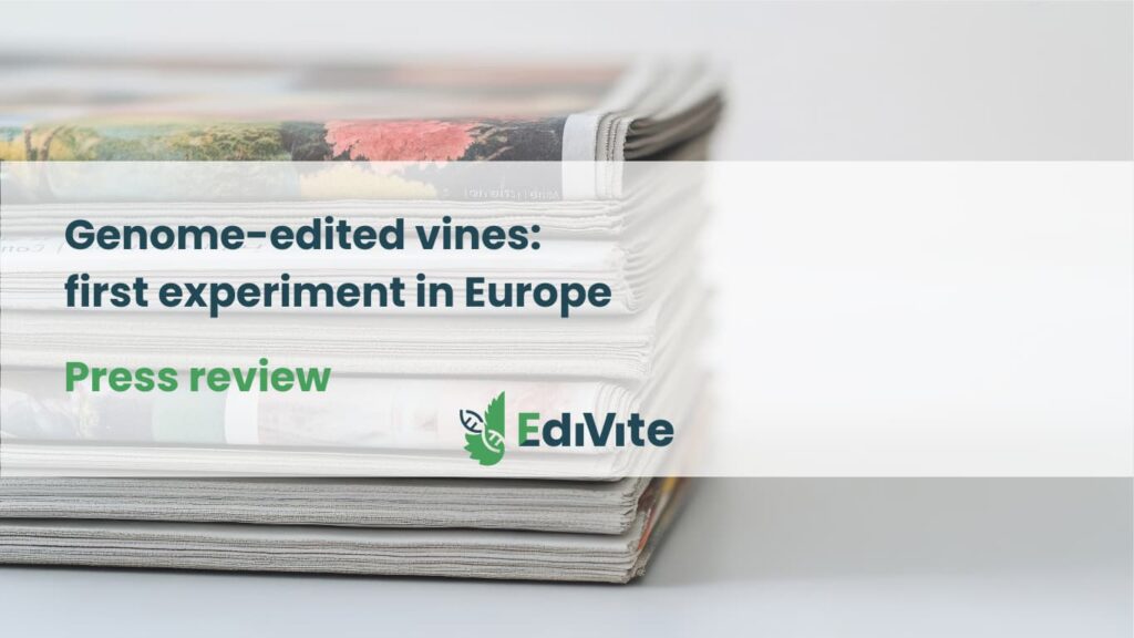 Genome-edited vines_ first experiment in Europe